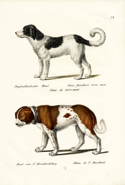 Newfoundland Dog, 1824 by Karl Joseph Brodtmann